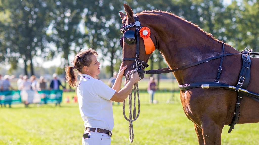 Lierop Fokpaardendag 2016 (85).jpg - Lierop Fokpaardendag 2016